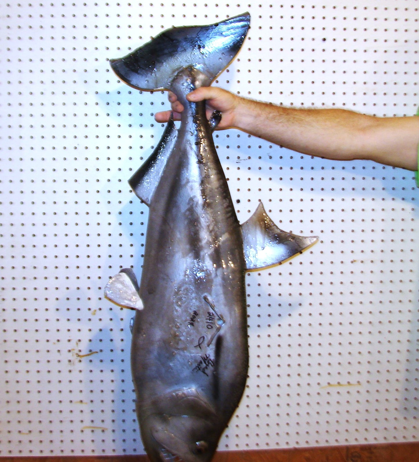 40" Payara FREE SHIPPING