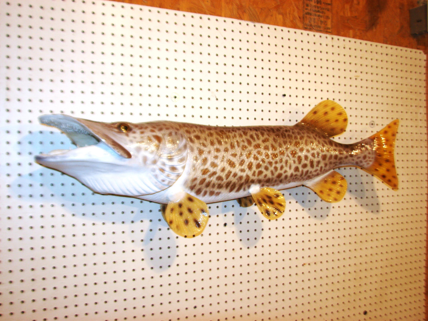 43" Muskellunge FREE SHIPPING