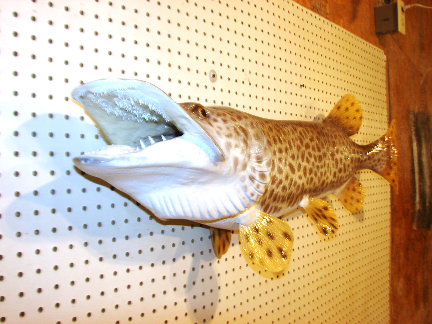 43" Muskellunge FREE SHIPPING