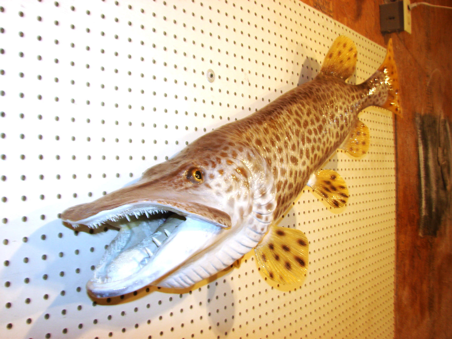 43" Muskellunge FREE SHIPPING