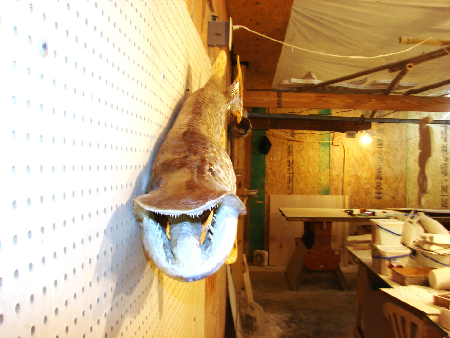 43" Muskellunge FREE SHIPPING