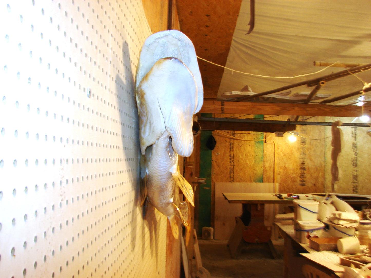 43" Muskellunge FREE SHIPPING