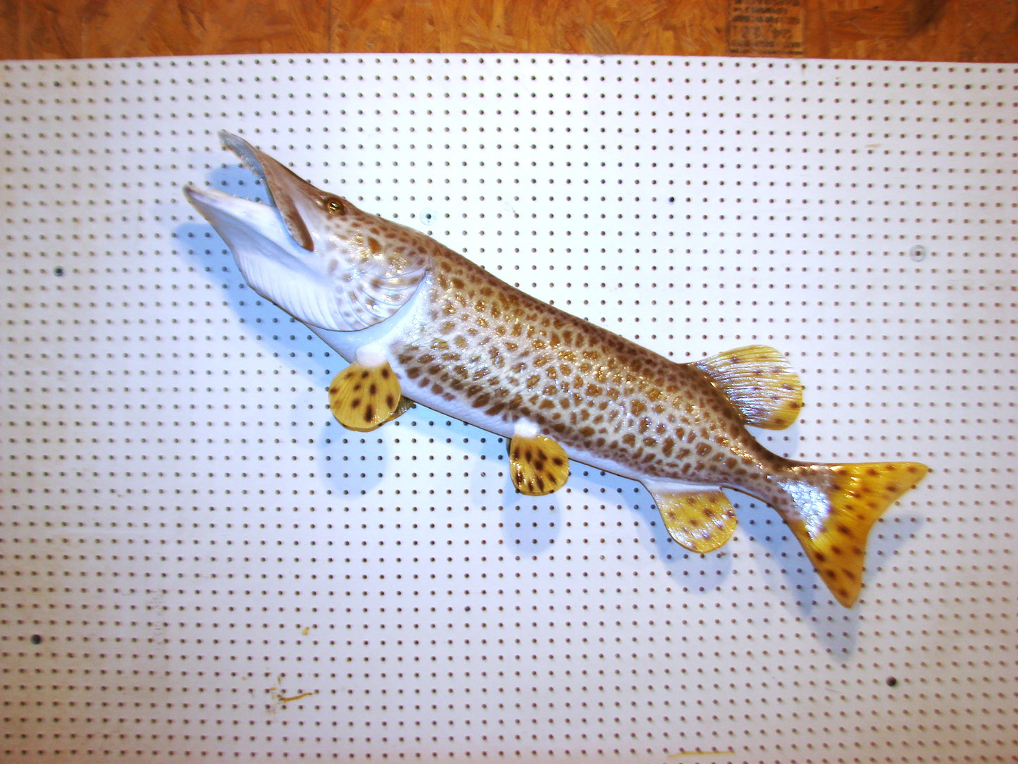 43" Muskellunge FREE SHIPPING