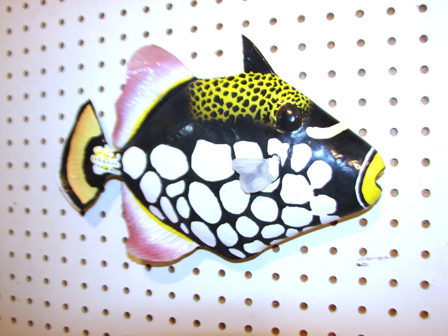 12" Clown Triggerfish FREE SHIPPING