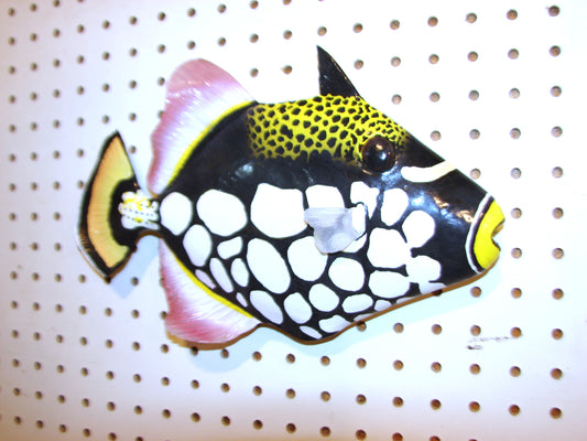 12" Clown Triggerfish FREE SHIPPING