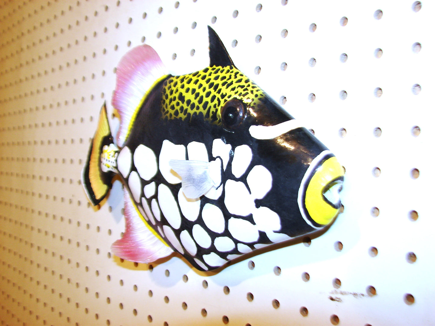 12" Clown Triggerfish FREE SHIPPING
