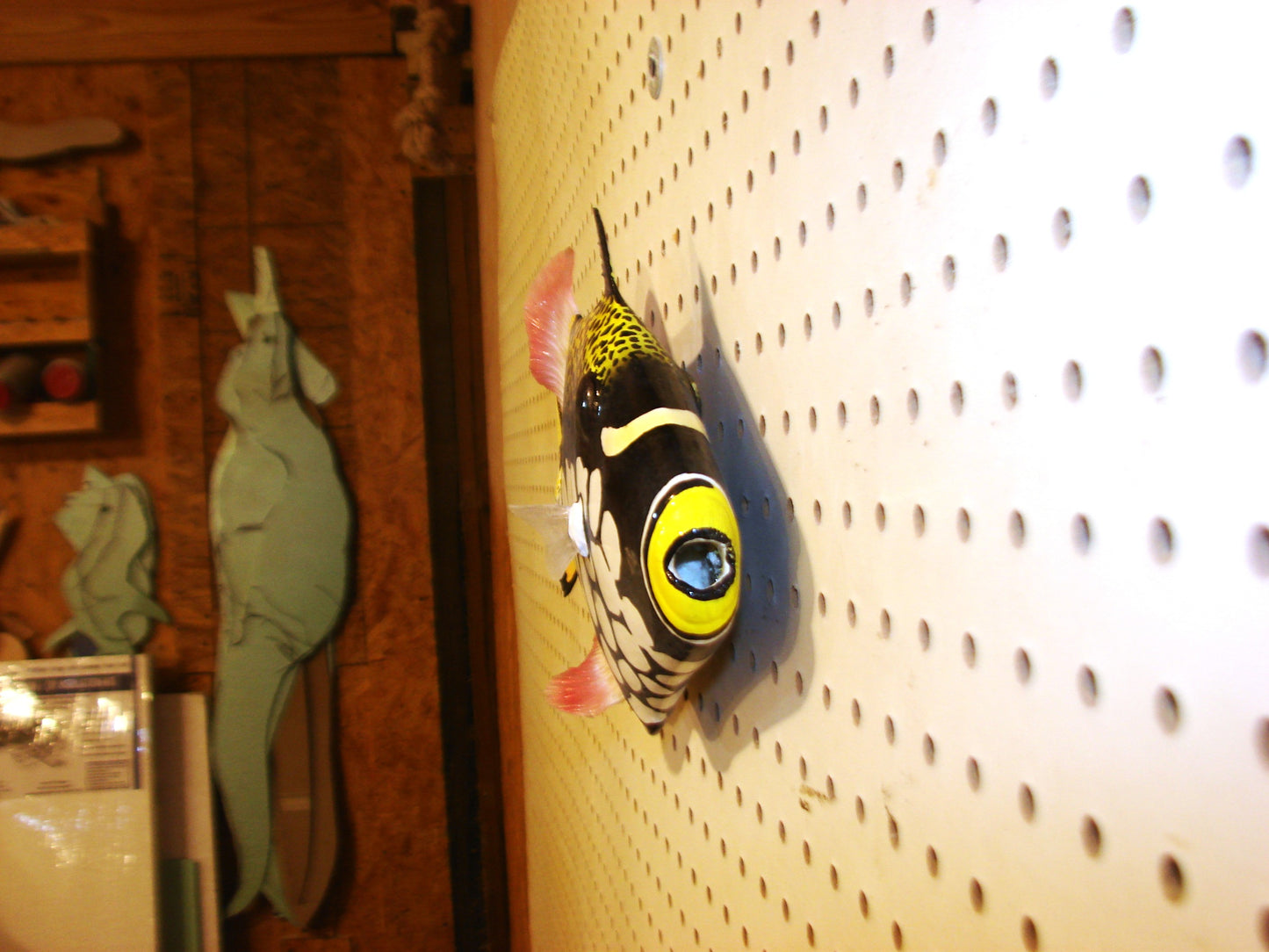 12" Clown Triggerfish FREE SHIPPING