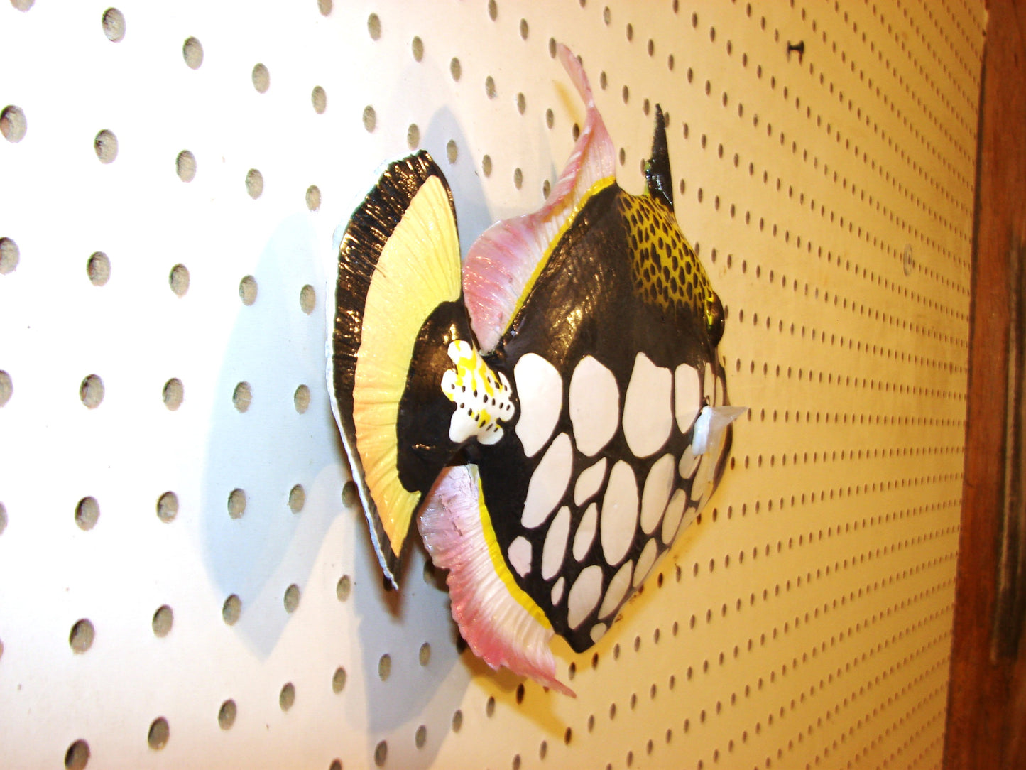 12" Clown Triggerfish FREE SHIPPING