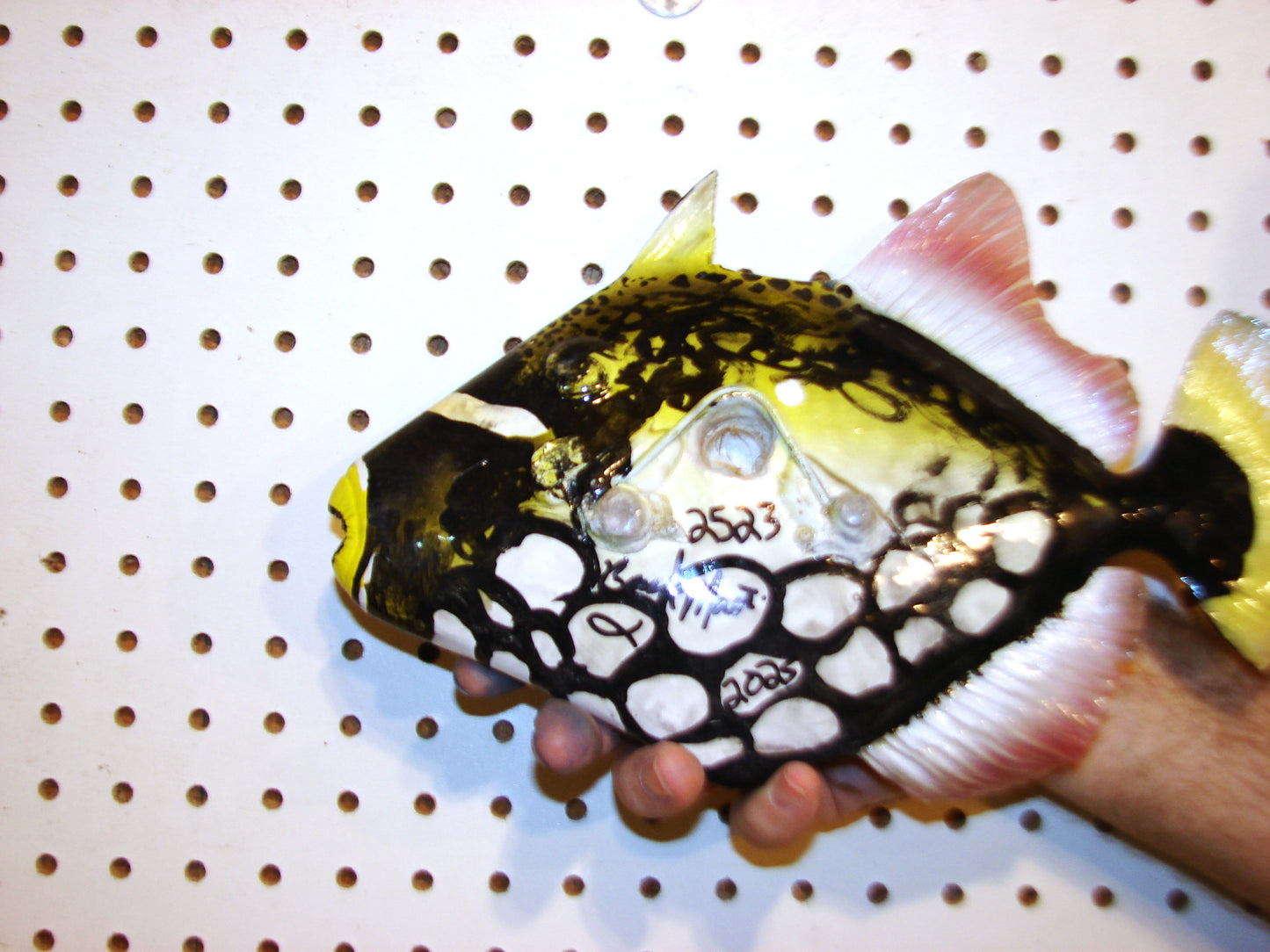 12" Clown Triggerfish FREE SHIPPING