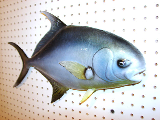 20" Florida Pompano FREE SHIPPING