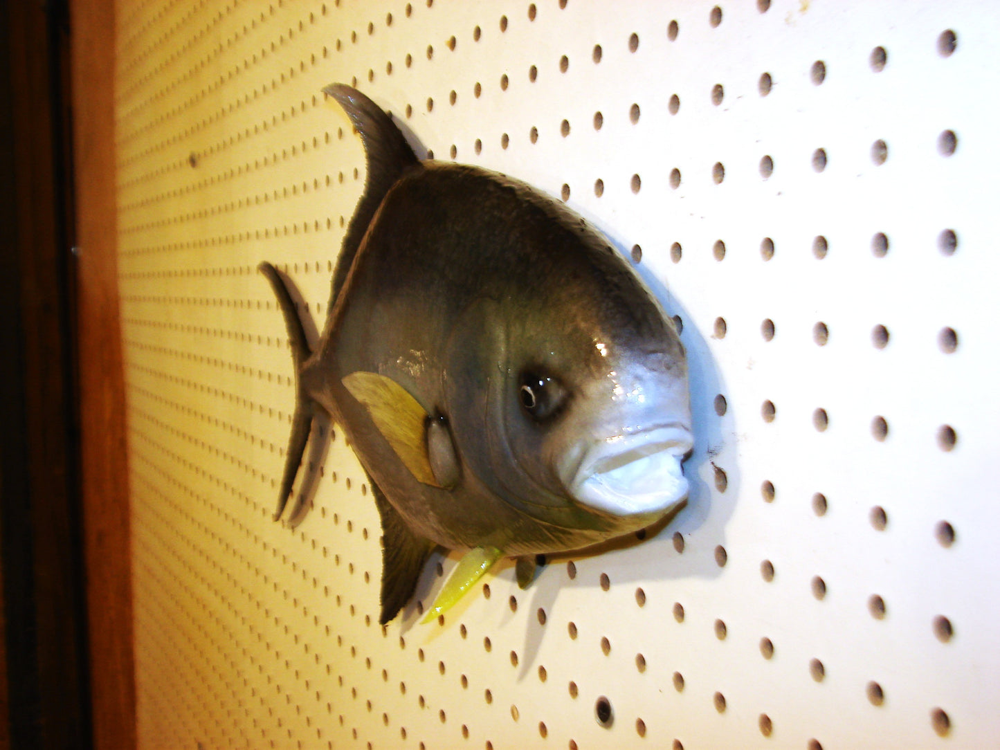 20" Florida Pompano FREE SHIPPING