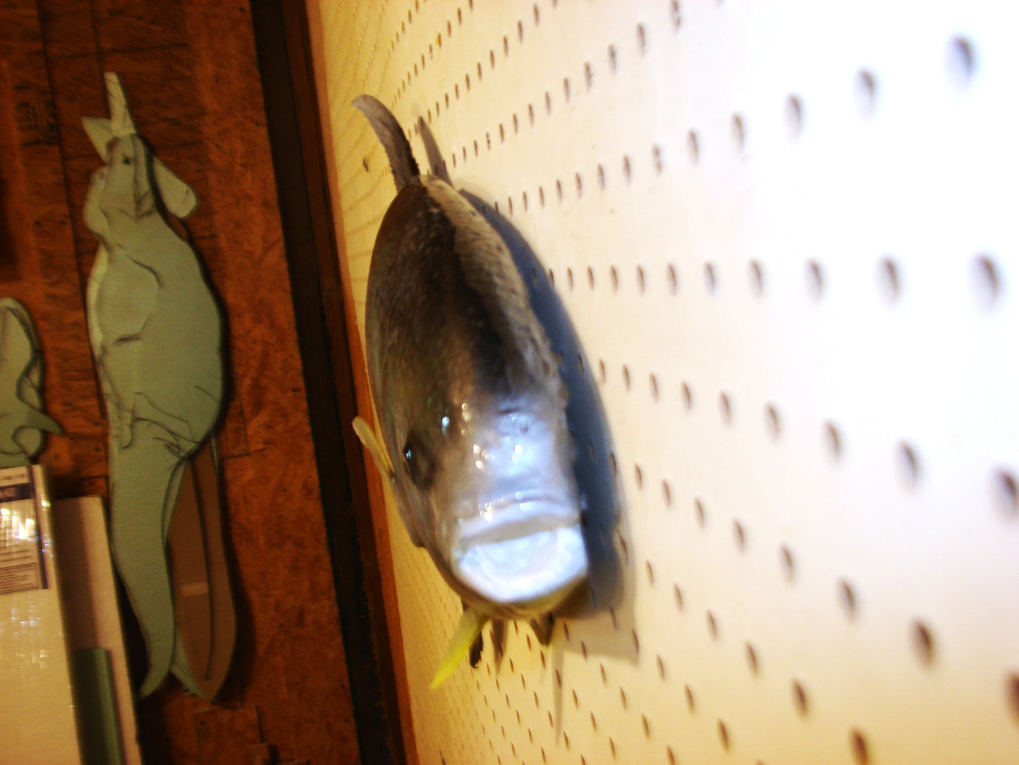 20" Florida Pompano FREE SHIPPING
