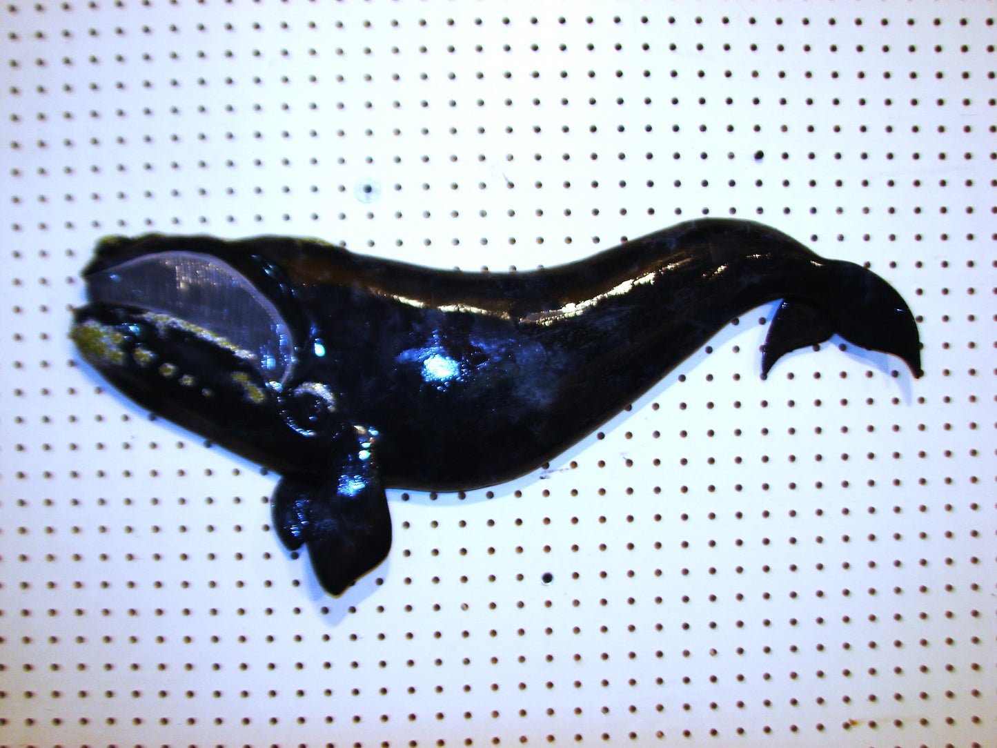 30" Right Whale FREE SHIPPING