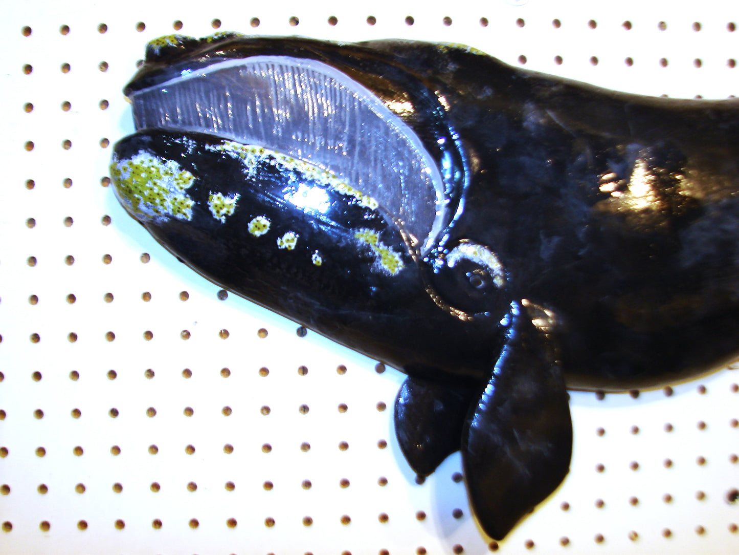 30" Right Whale FREE SHIPPING