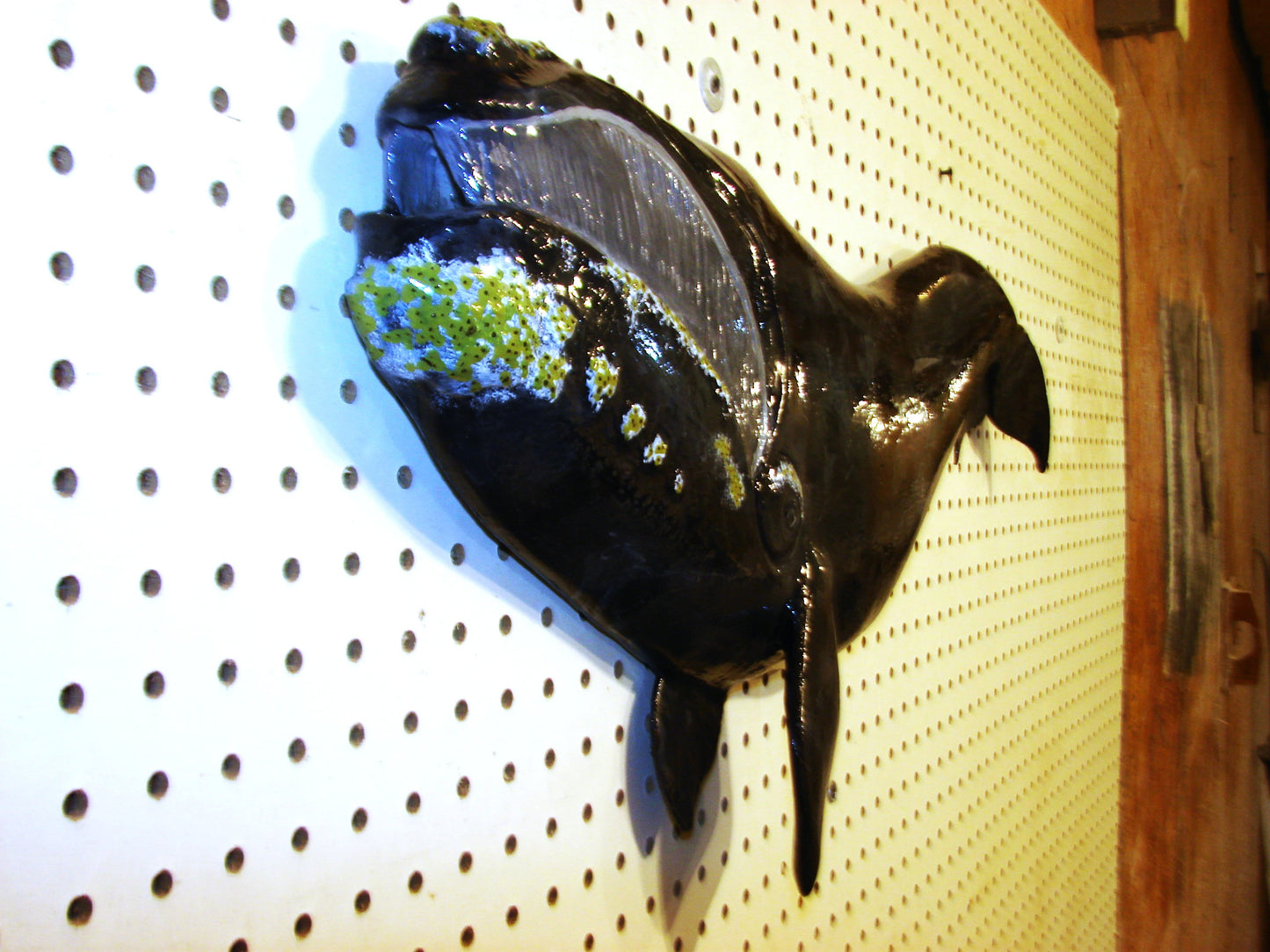 30" Right Whale FREE SHIPPING