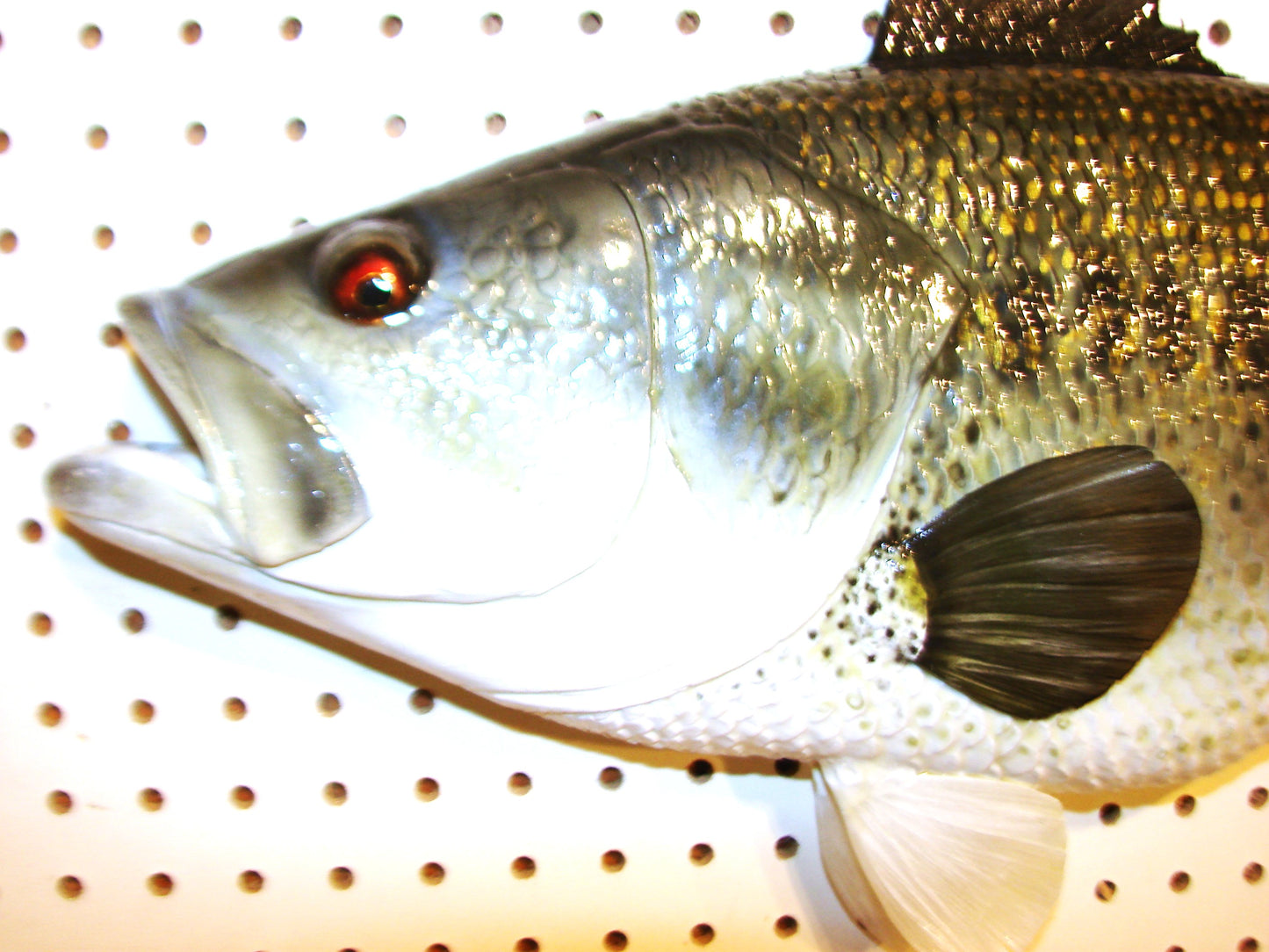 23" Largemouth Bass FREE SHIPPING