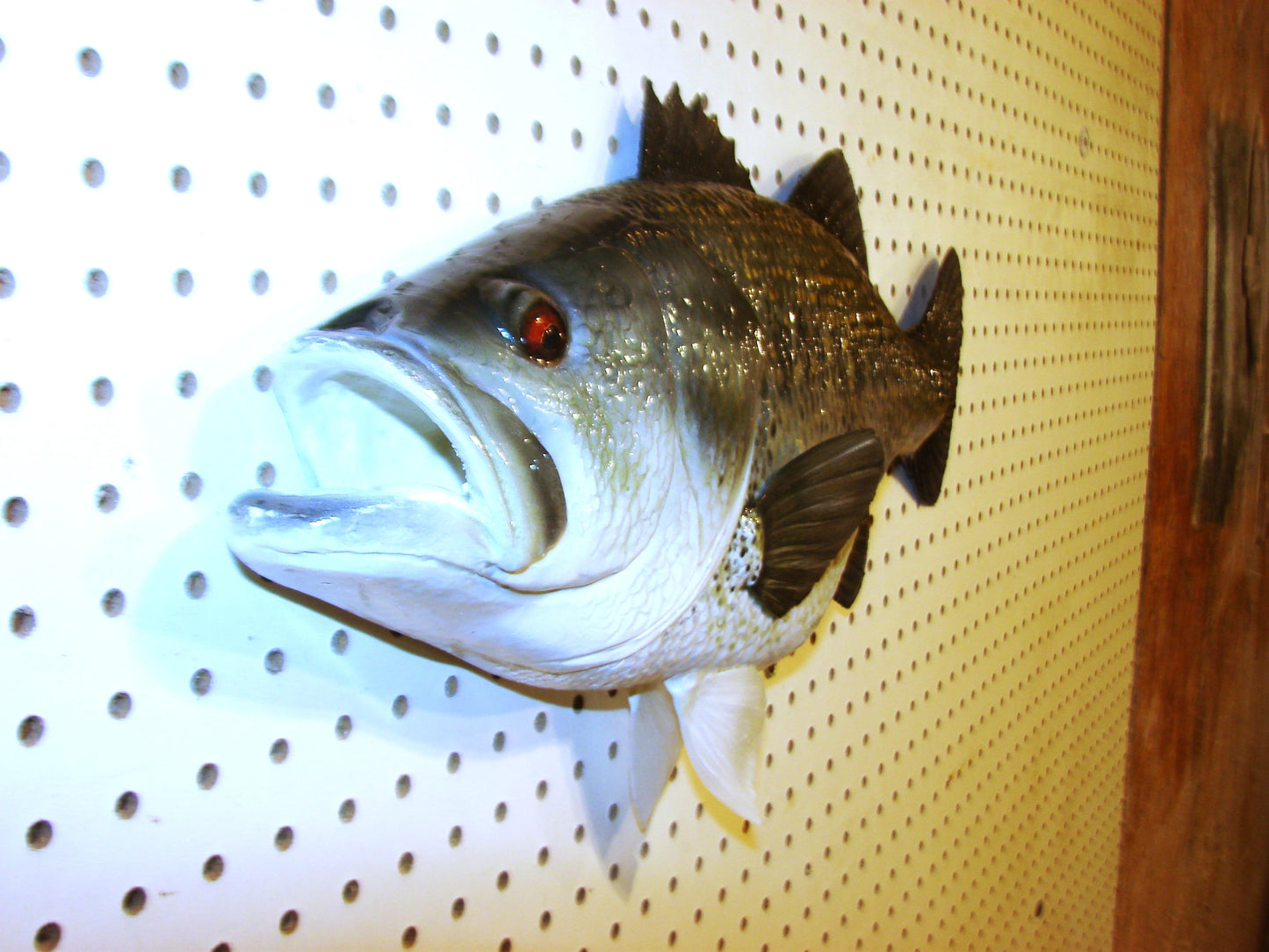 23" Largemouth Bass FREE SHIPPING