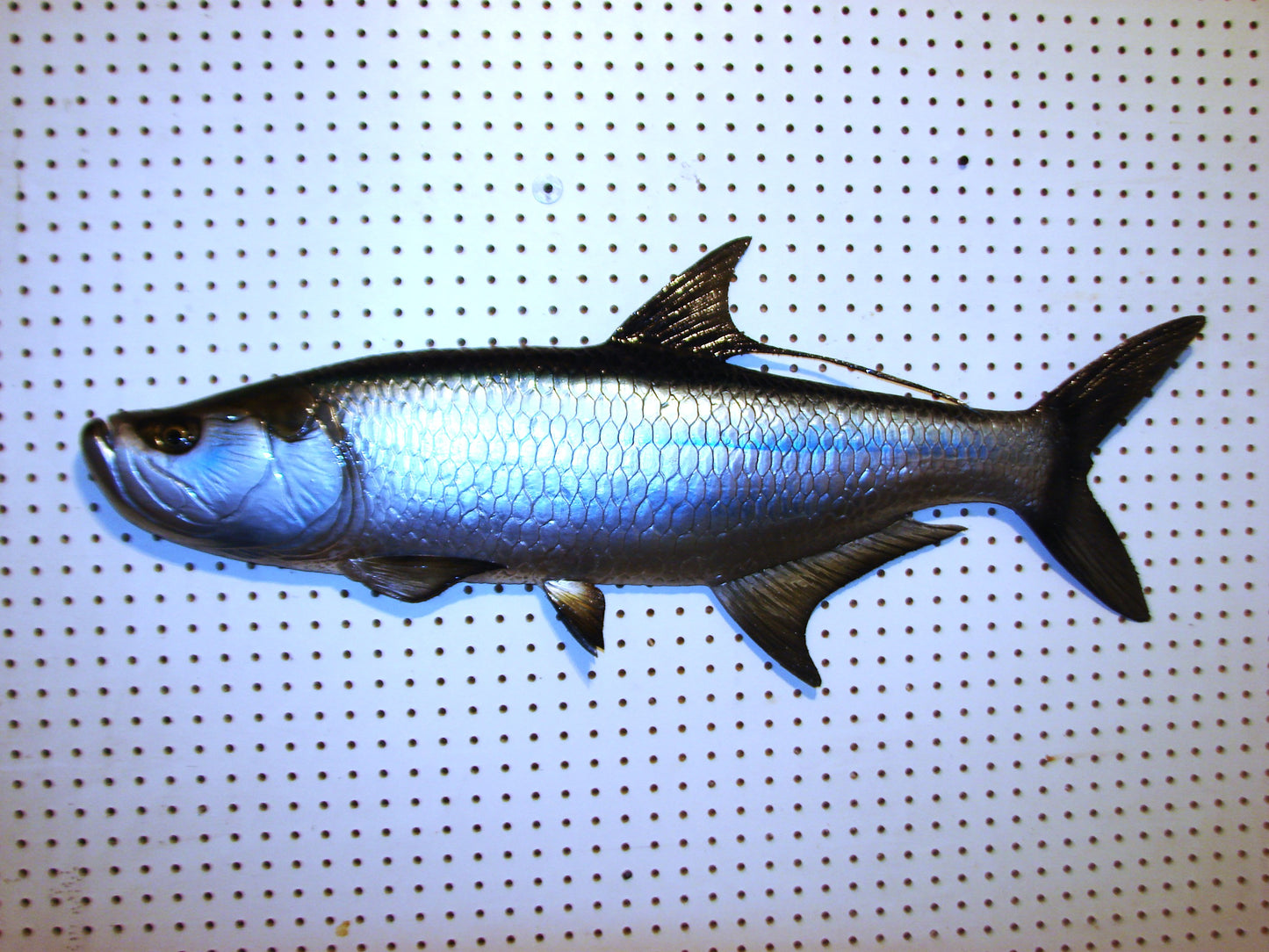 36" Tarpon Free shipping