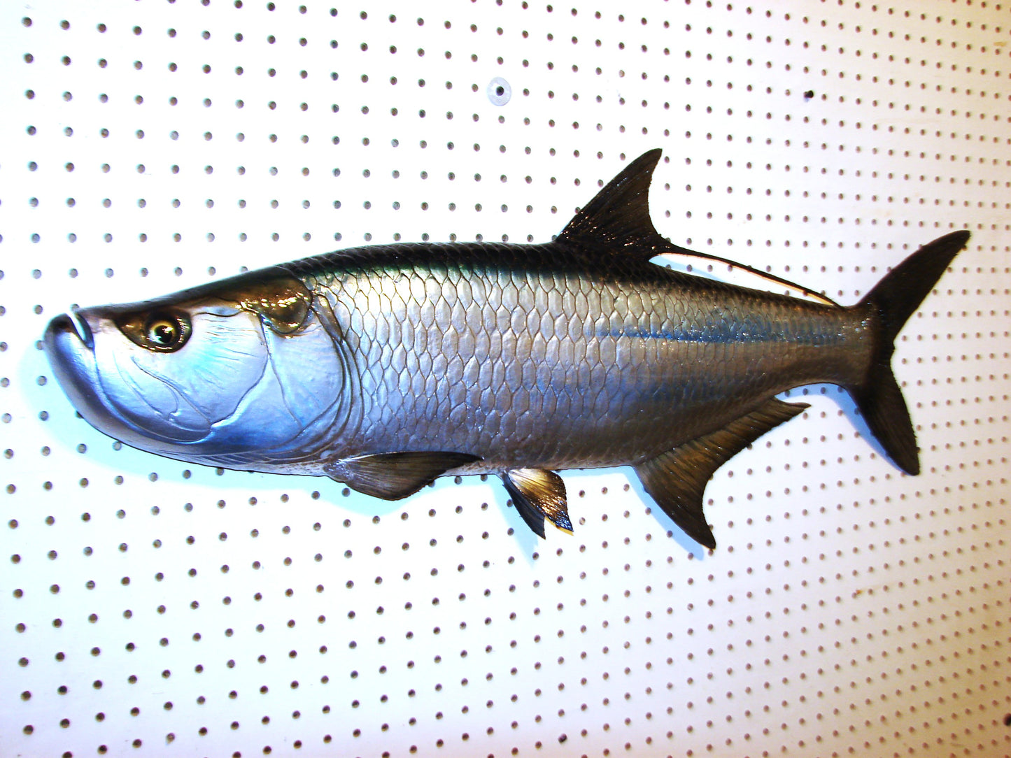 36" Tarpon Free shipping
