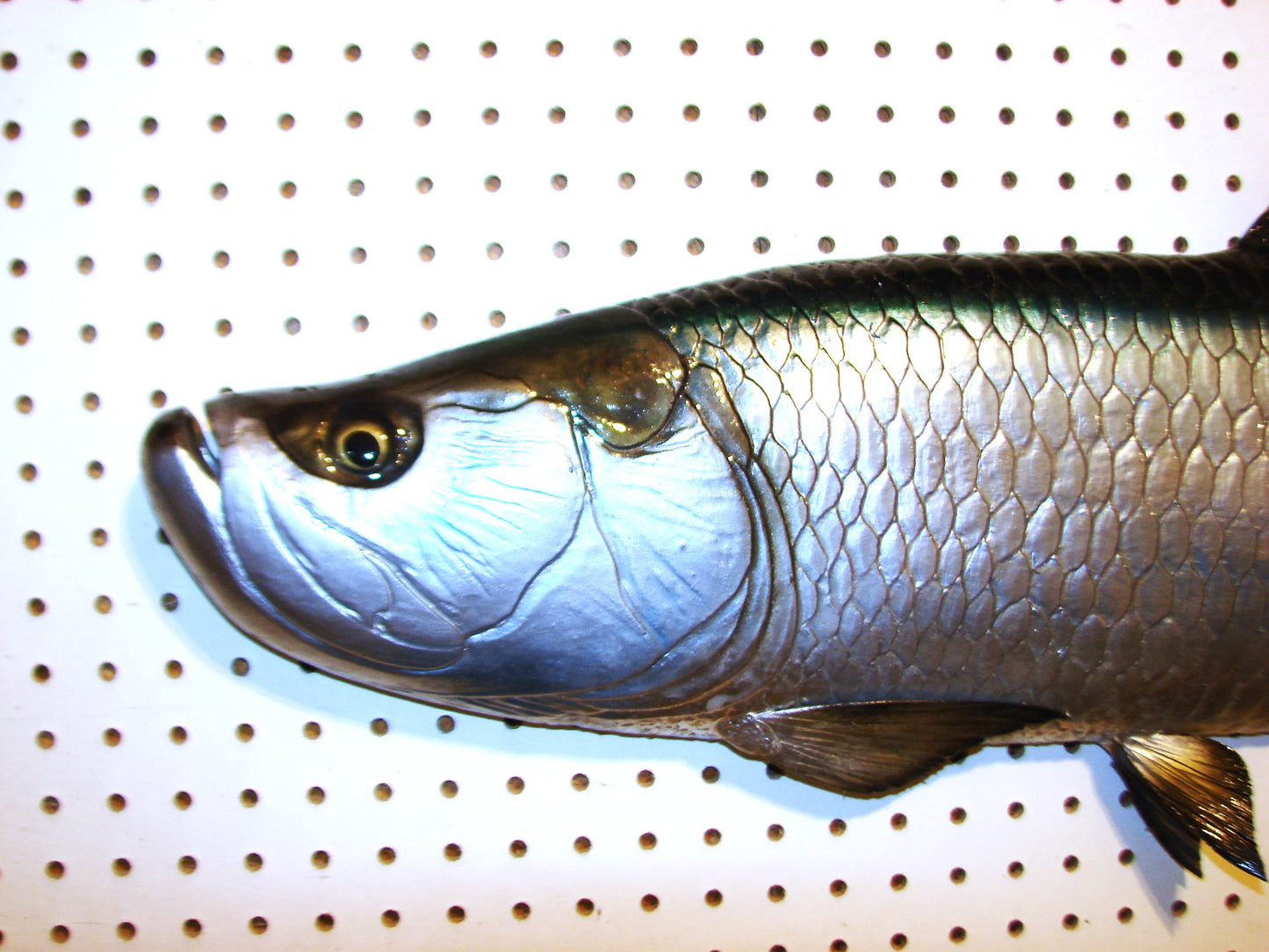 36" Tarpon Free shipping