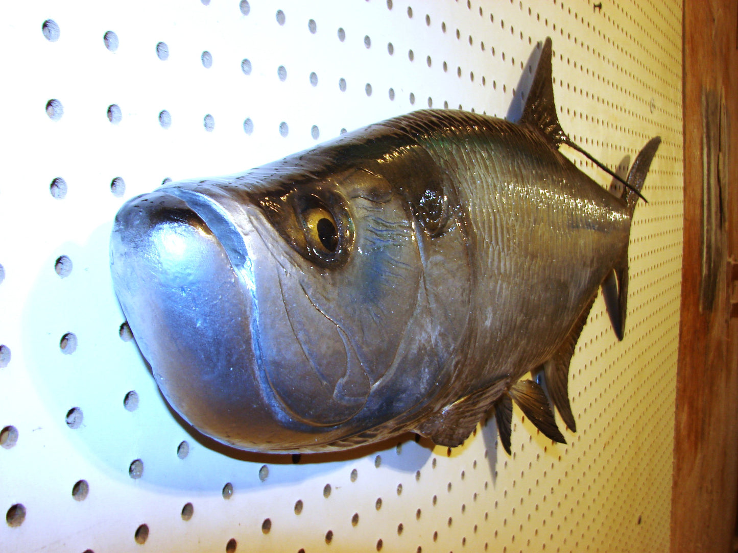 36" Tarpon Free shipping