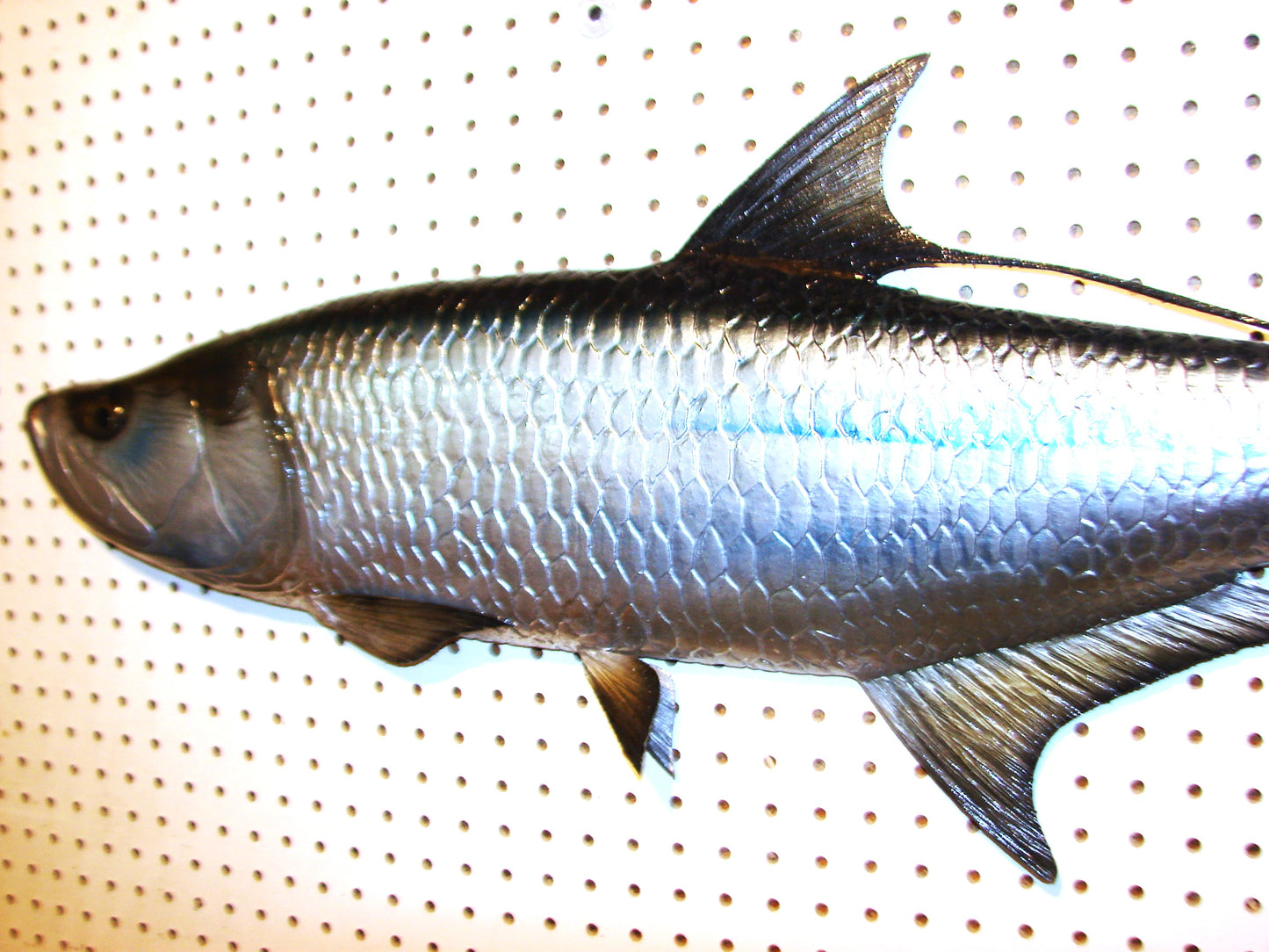 36" Tarpon Free shipping