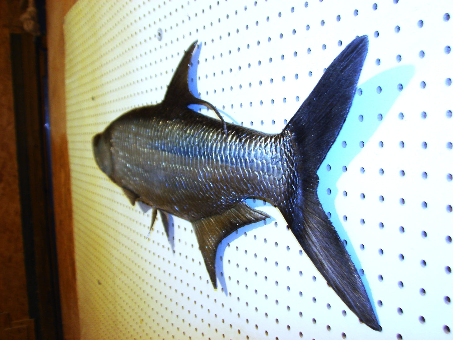 36" Tarpon Free shipping
