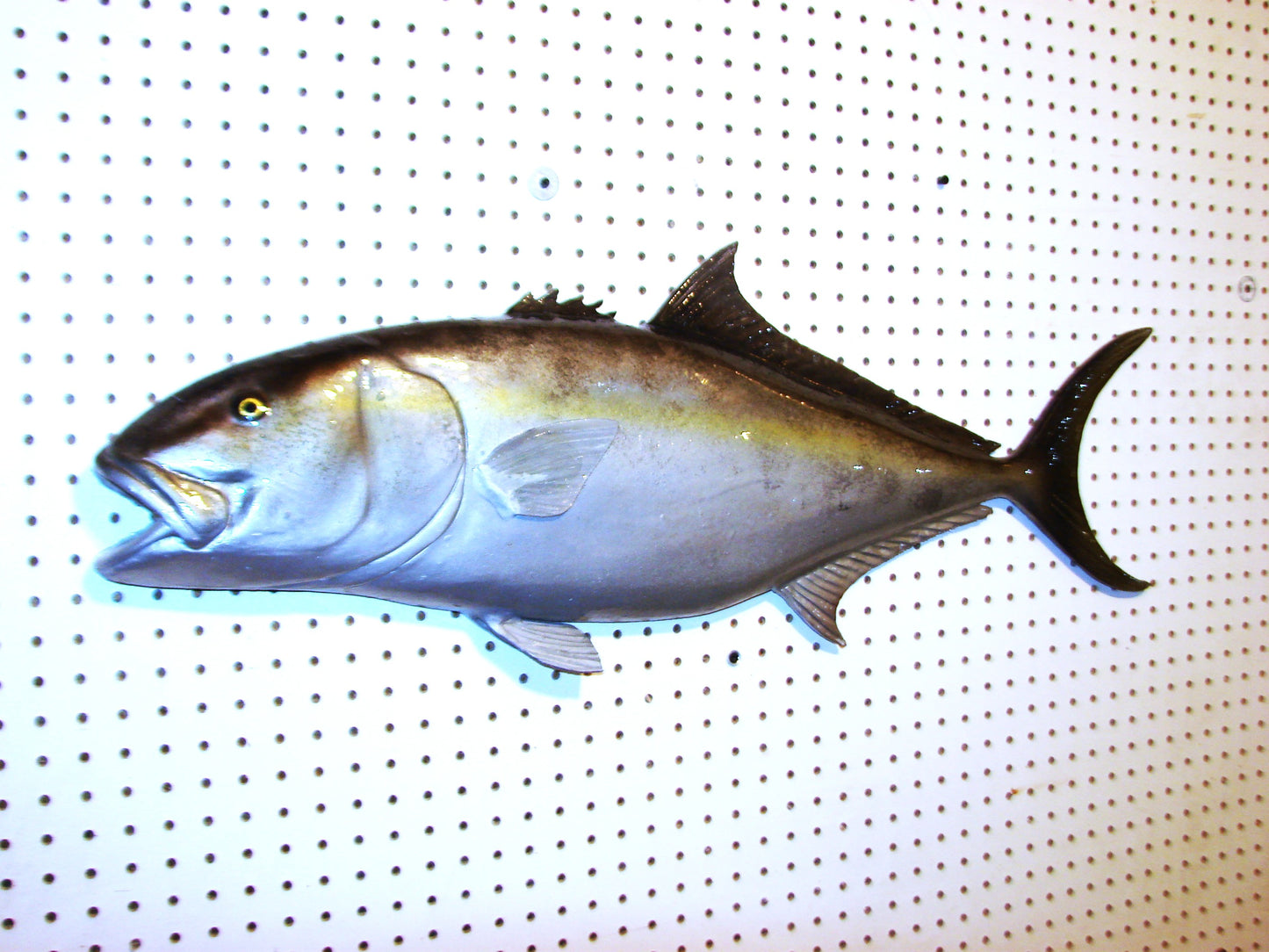 36" Amberjack FREE SHIPPING
