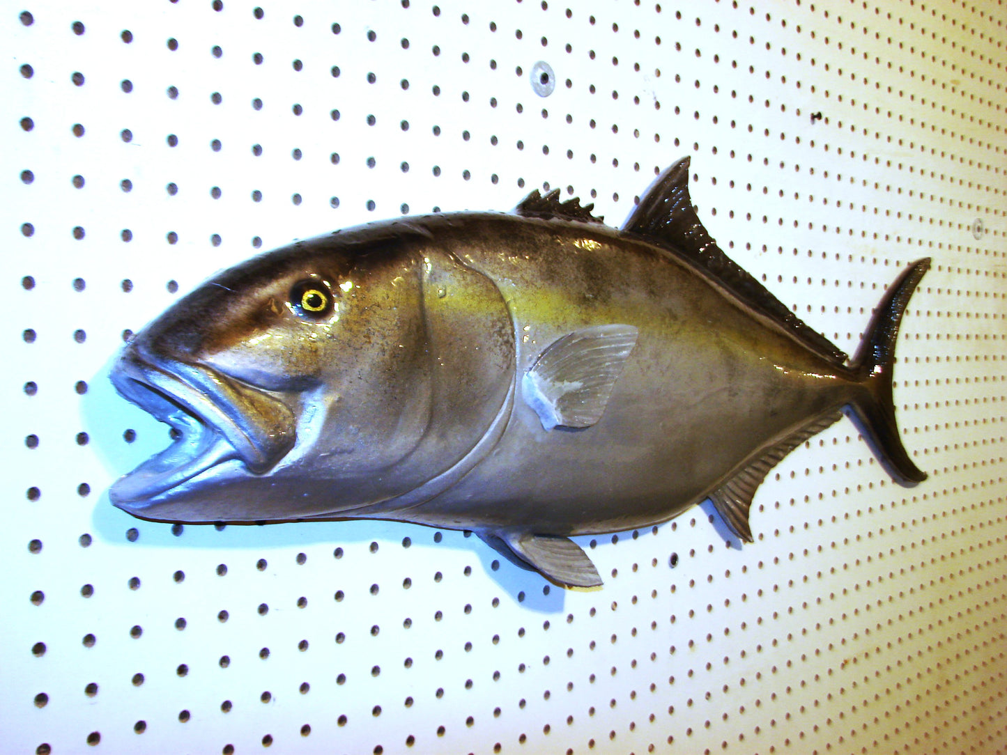 36" Amberjack FREE SHIPPING