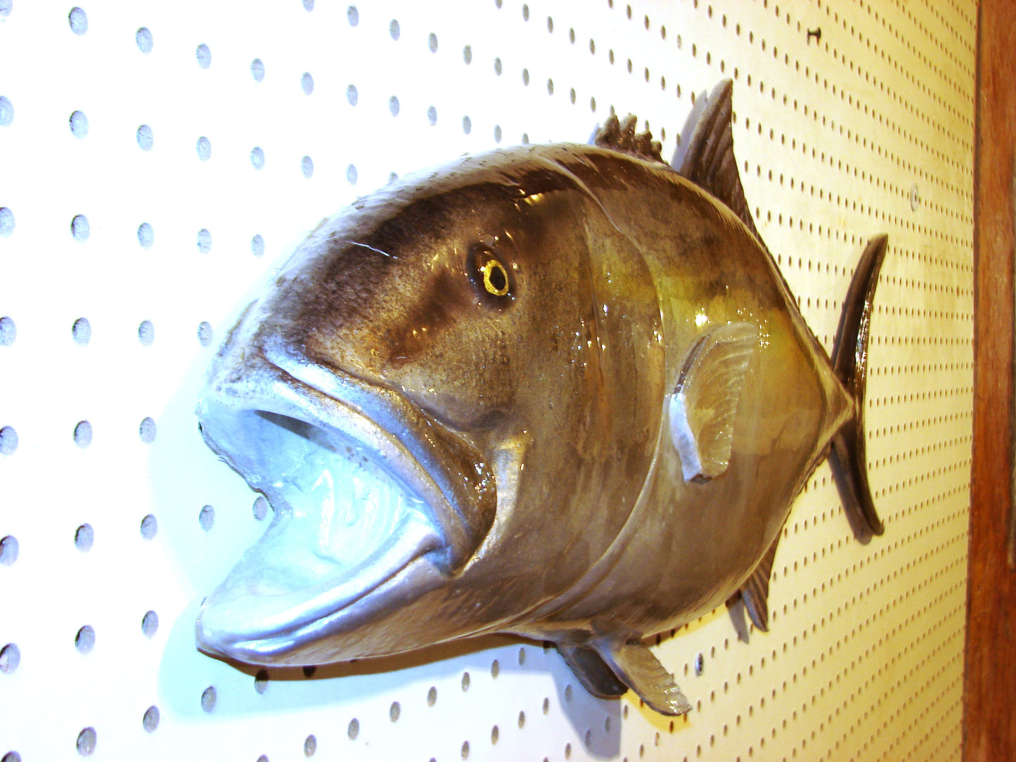 36" Amberjack FREE SHIPPING