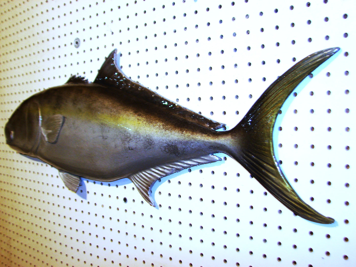 36" Amberjack FREE SHIPPING
