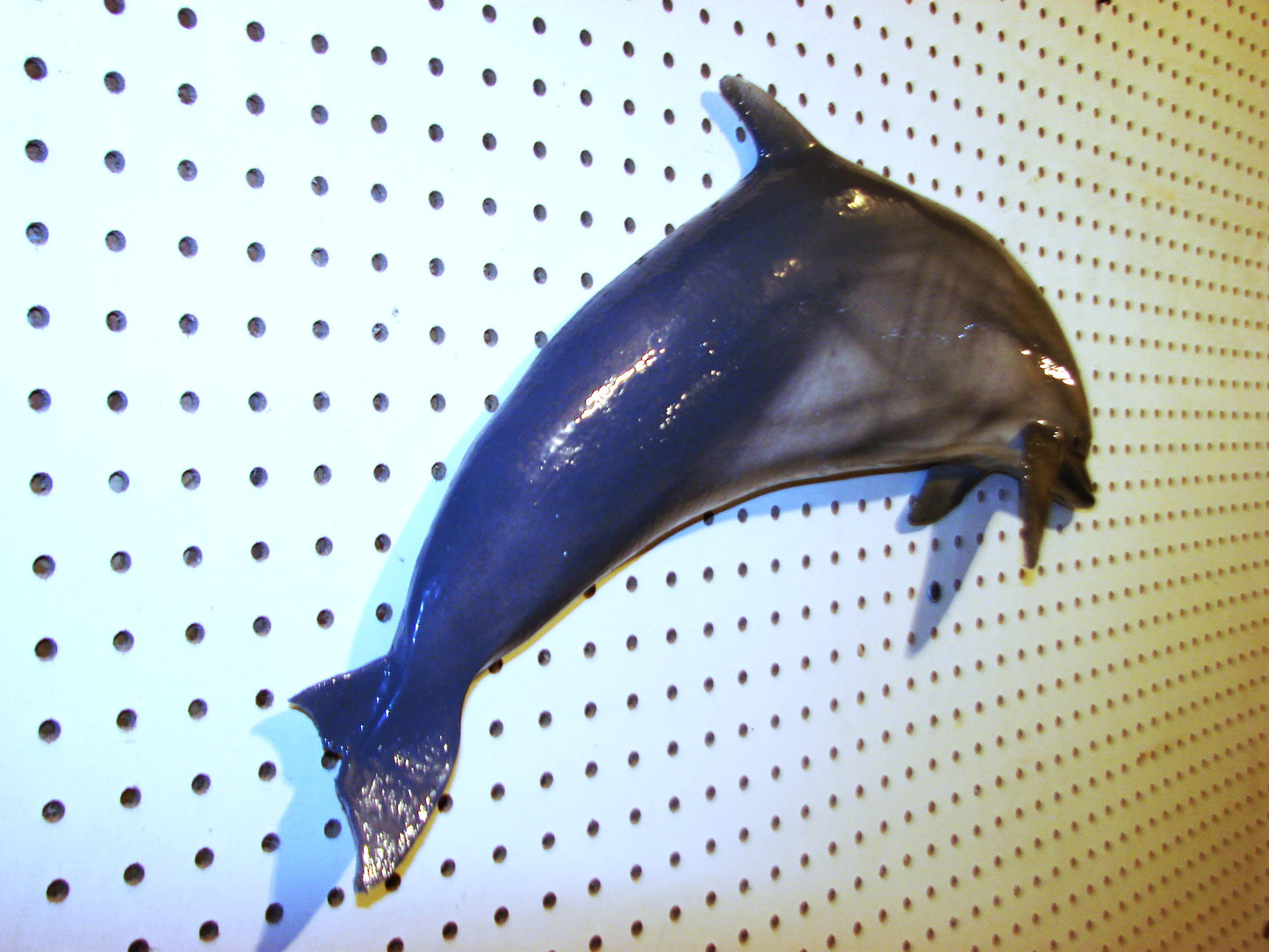 24" Dolphin FREE SHIPPING
