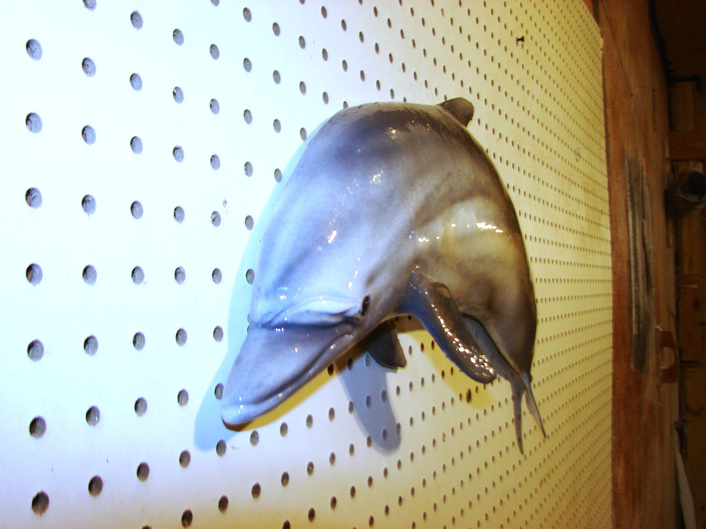 24" Dolphin FREE SHIPPING