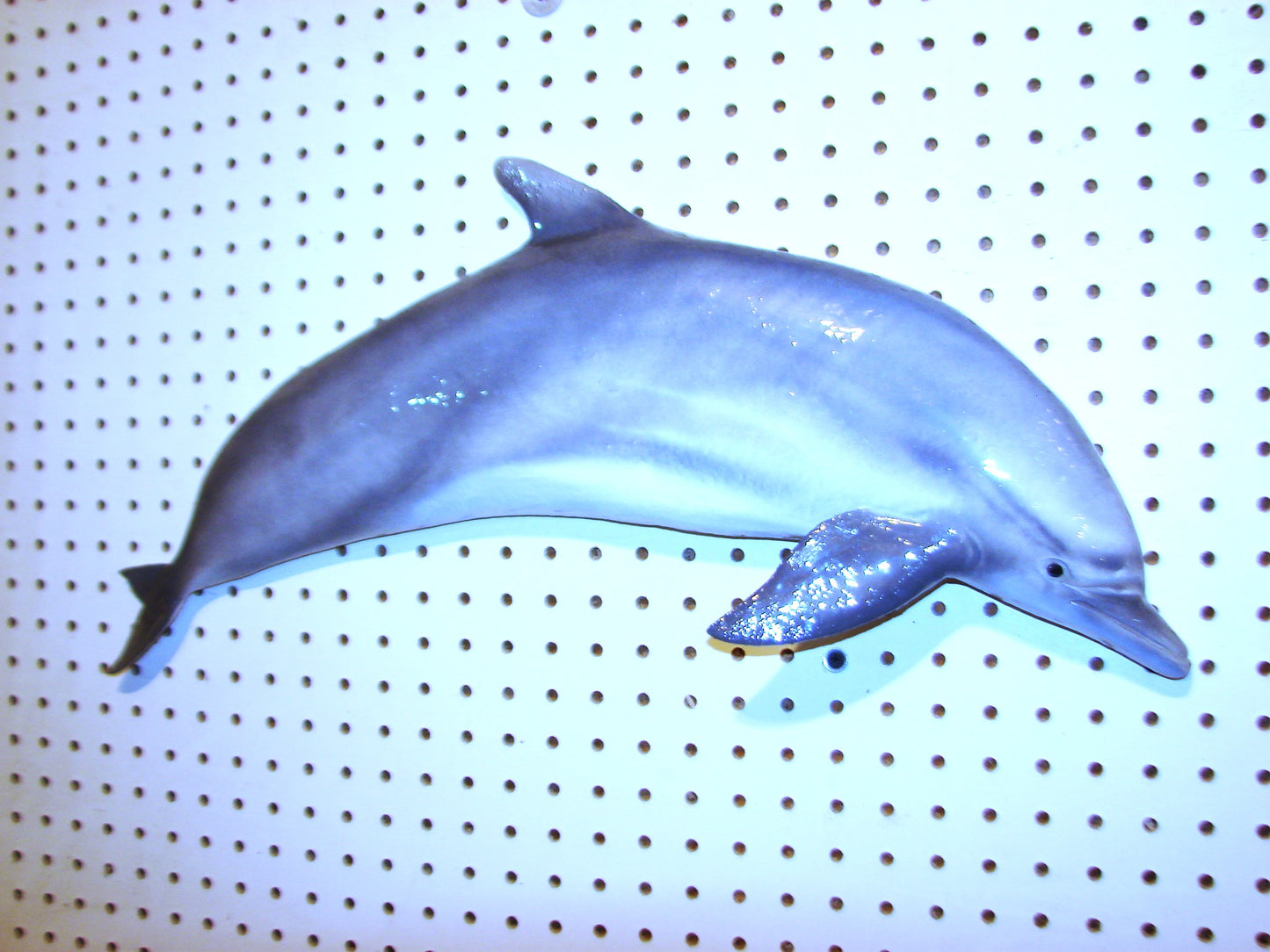 24" Dolphin FREE SHIPPING