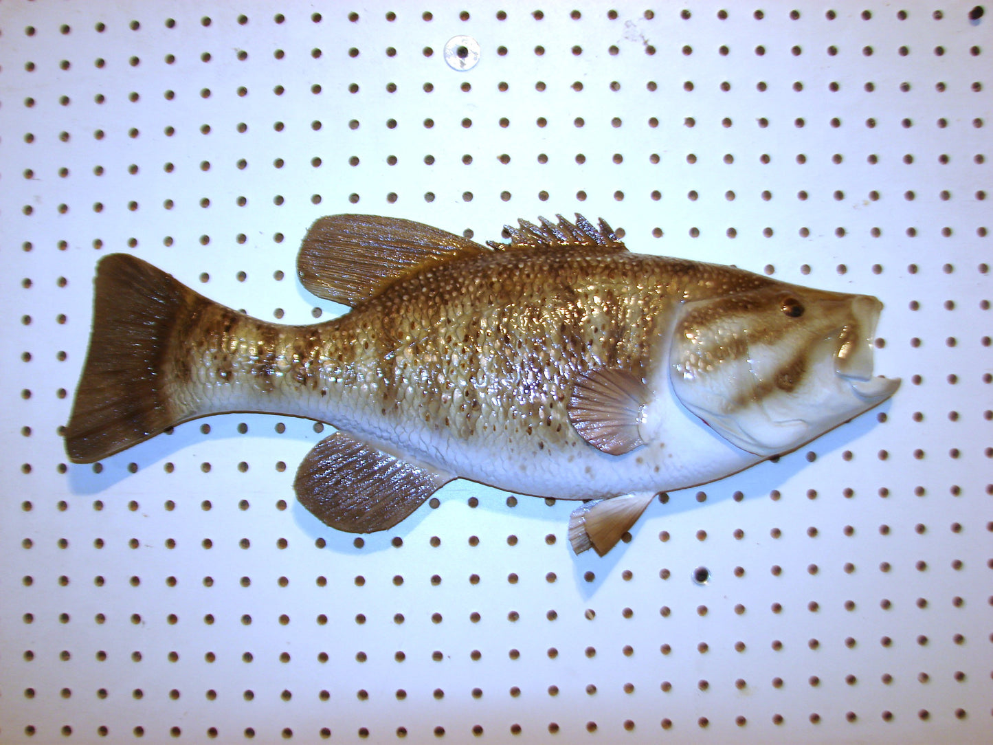 21" Smallmouth Bass FREE SHIPPING