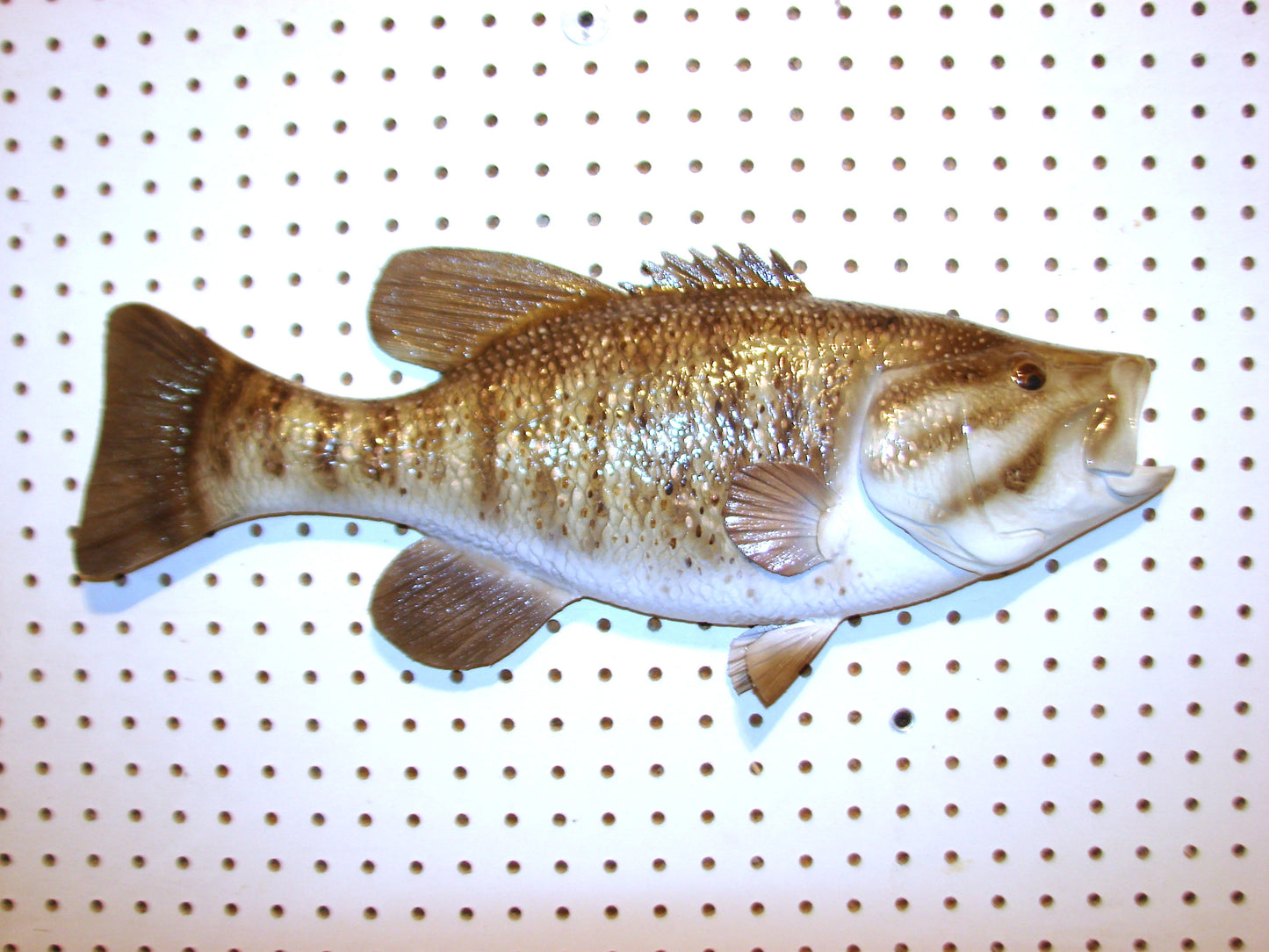 21" Smallmouth Bass FREE SHIPPING