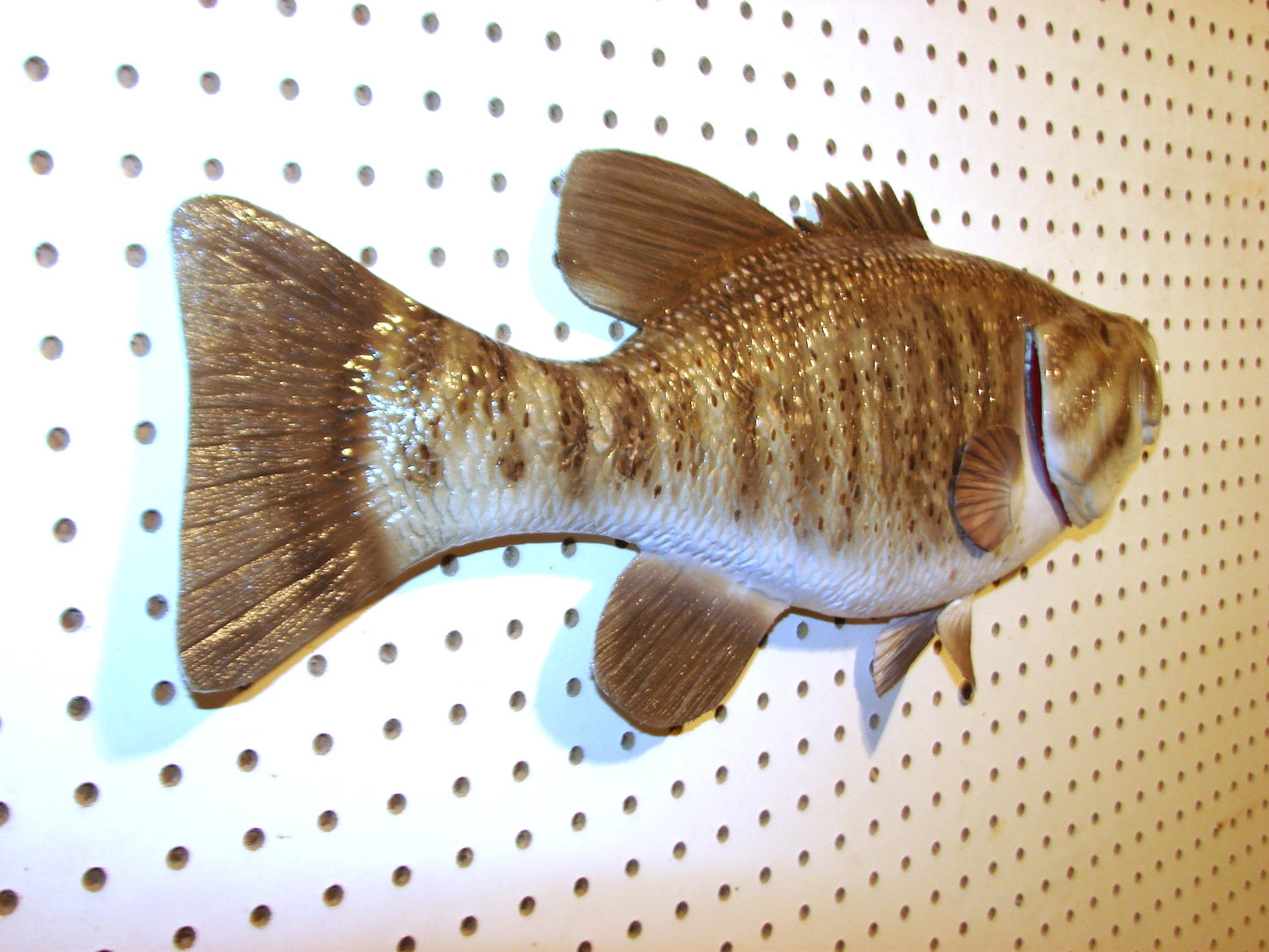 21" Smallmouth Bass FREE SHIPPING