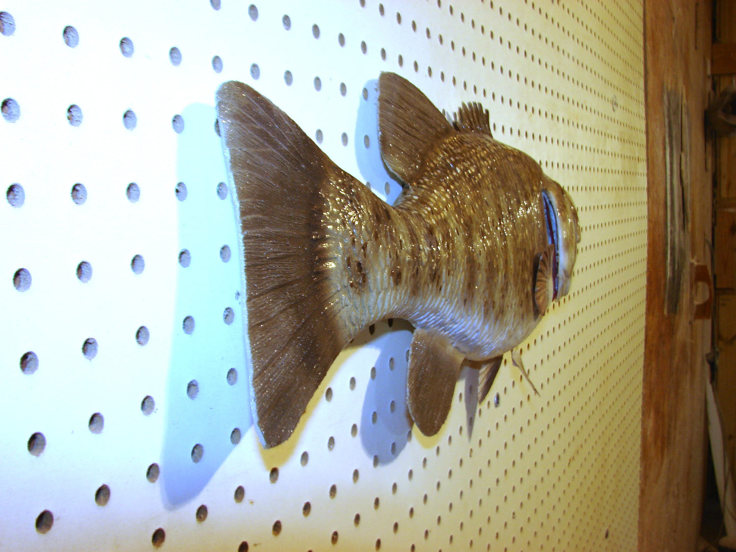 21" Smallmouth Bass FREE SHIPPING
