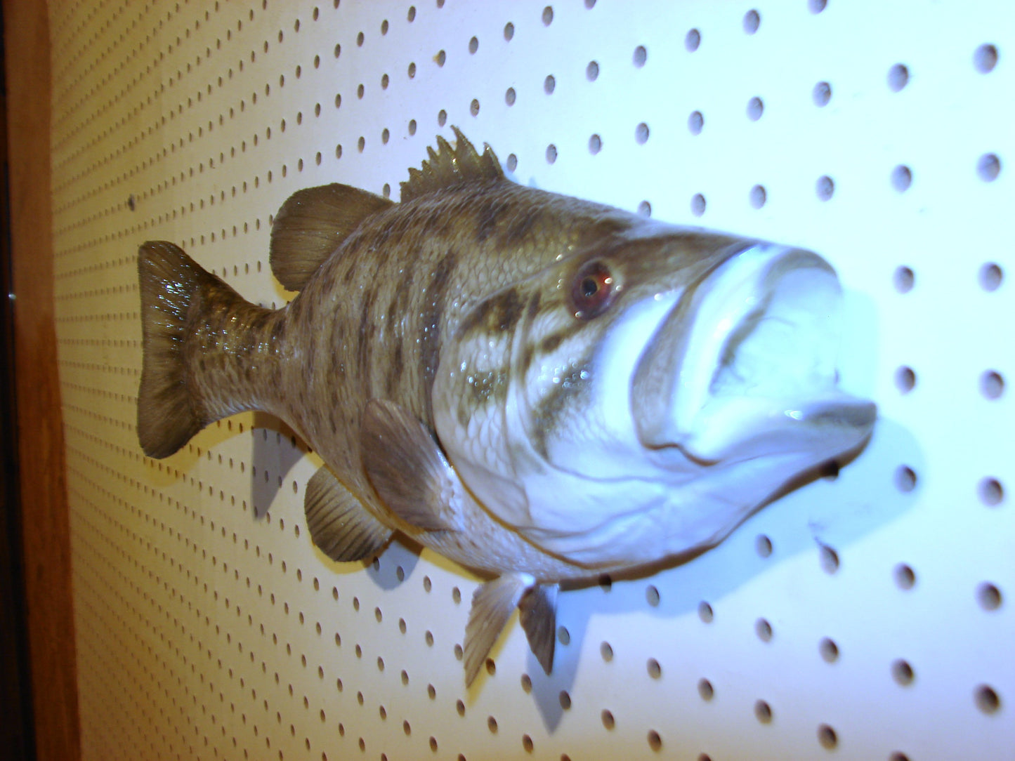 18" Smallmouth Bass FREE SHIPPING