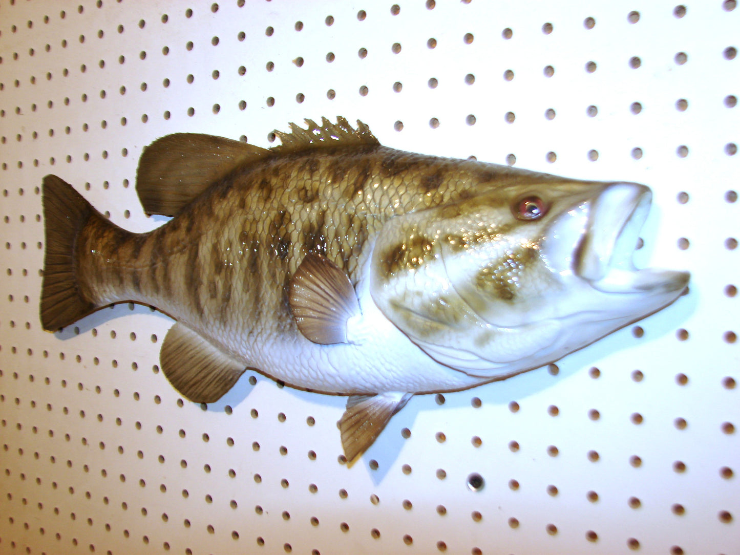 21" Smallmouth Bass FREE SHIPPING