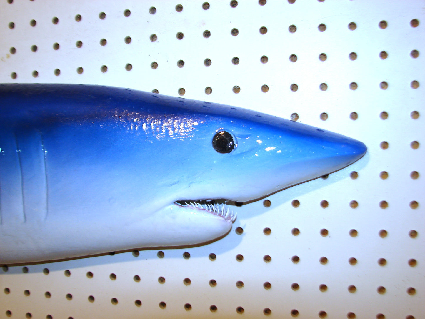 48" Mako Shark FREE SHIPPING