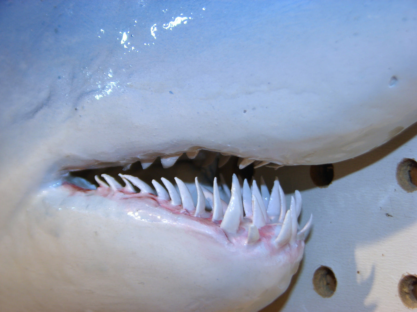 48" Mako Shark FREE SHIPPING