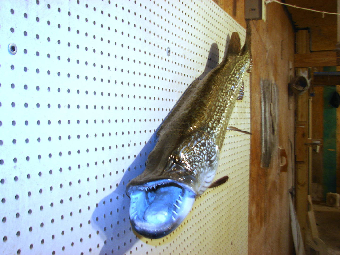 44" Northern Pike FREE SHIPPING