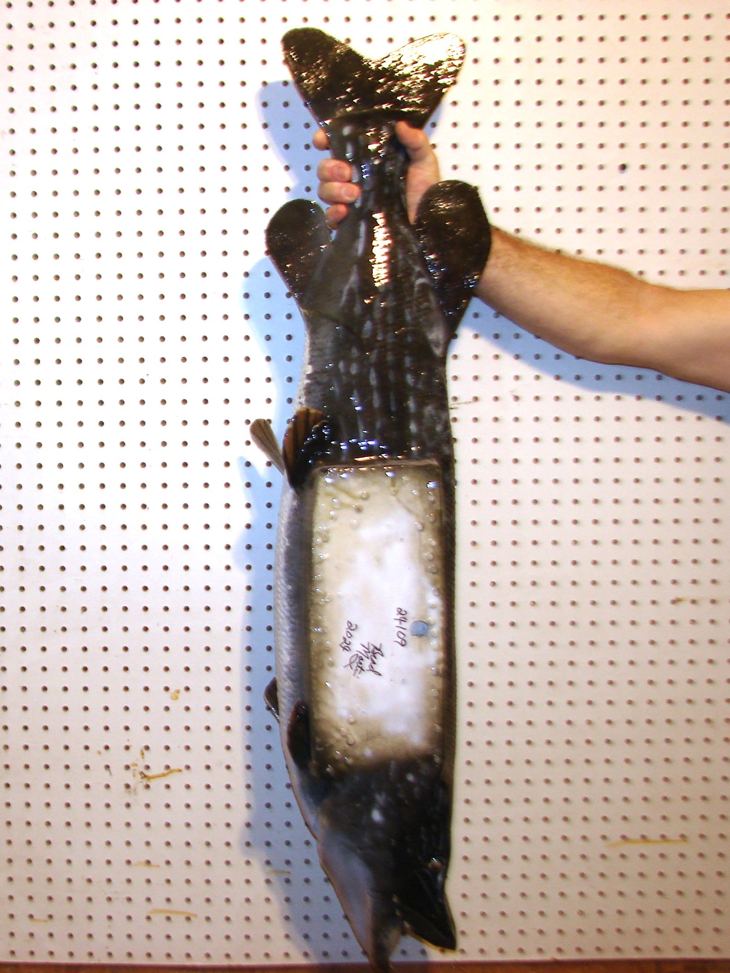 44" Northern Pike FREE SHIPPING
