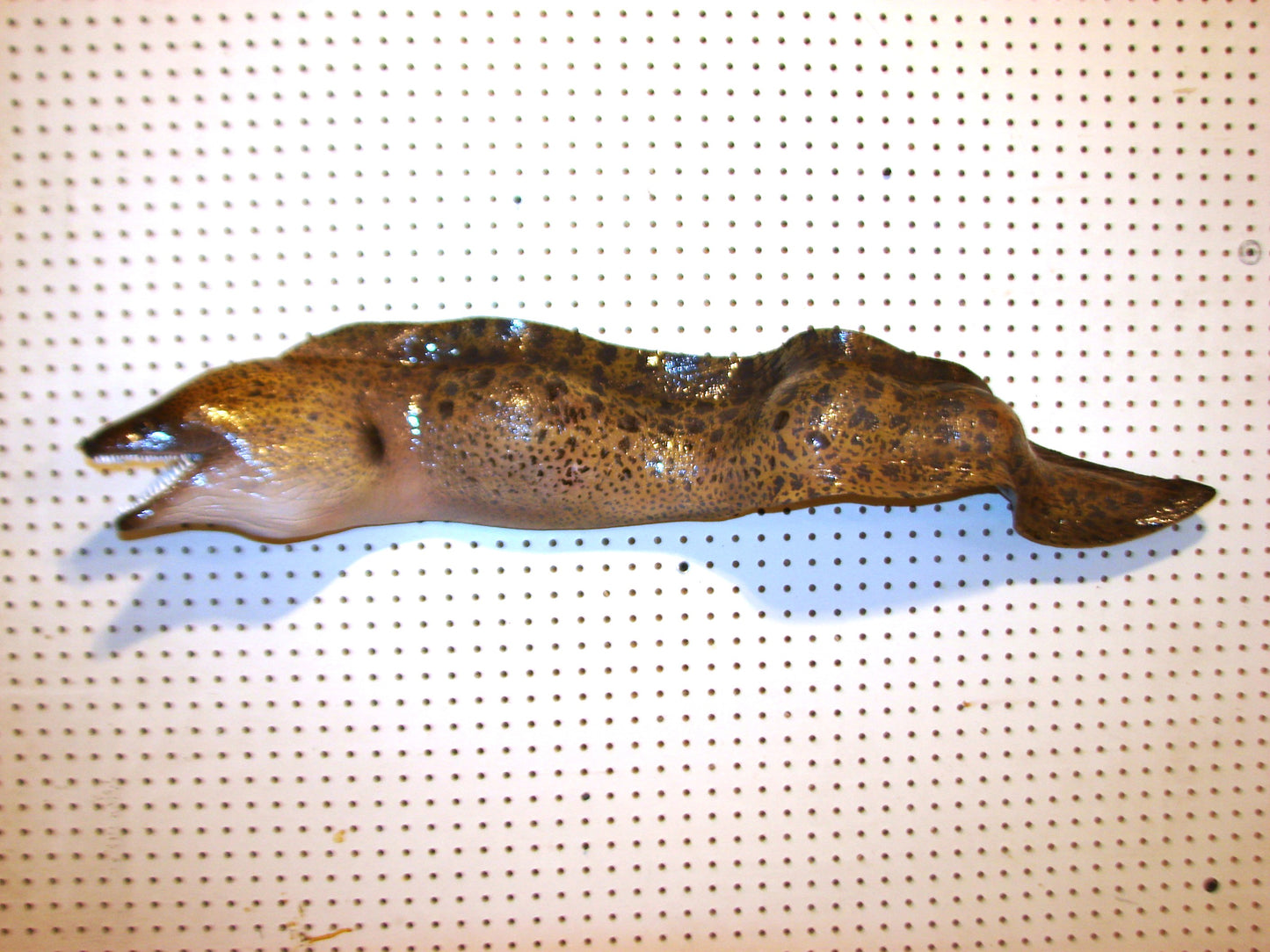 Moray Eel replica mount FREE SHIPPING