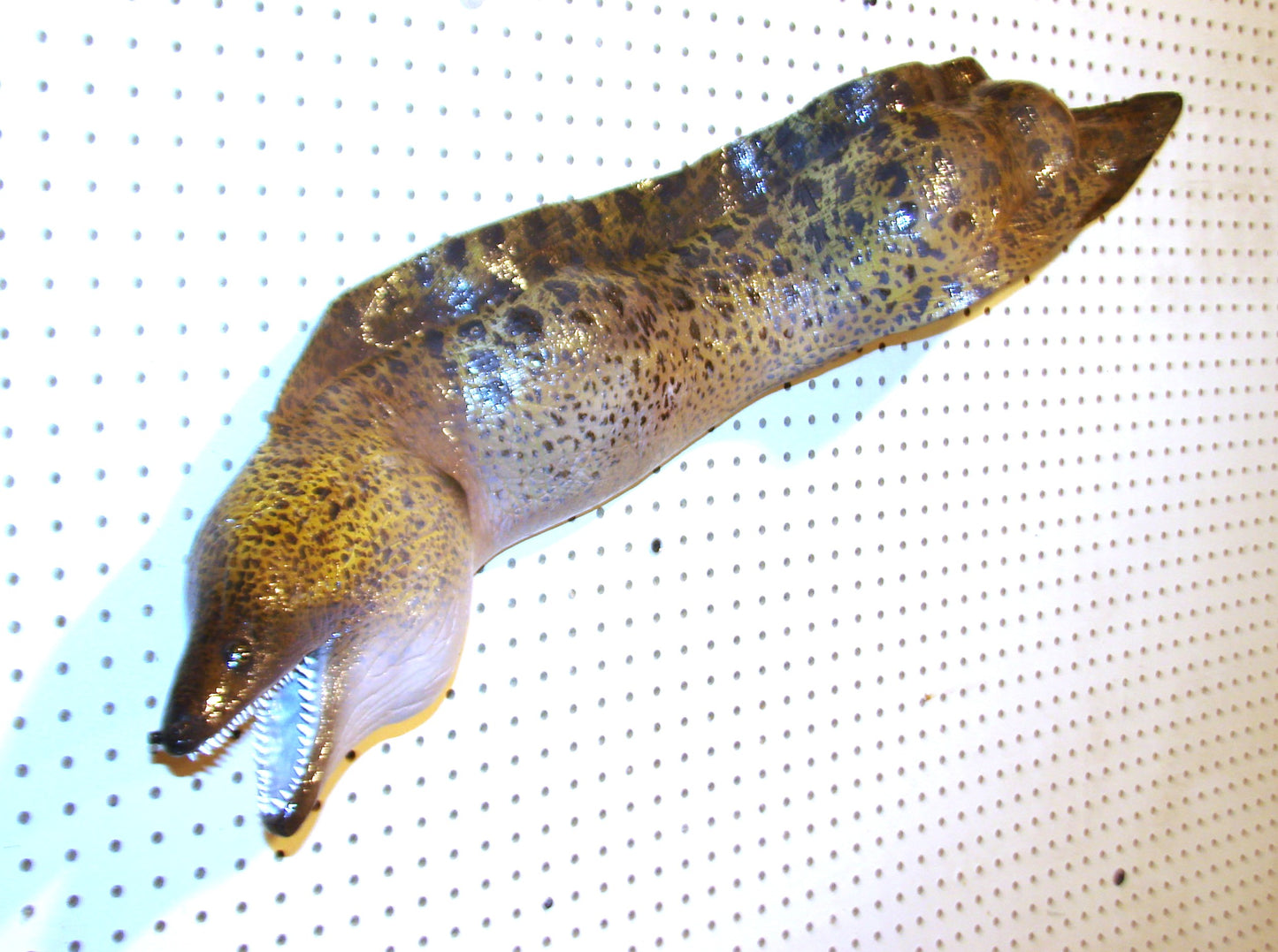Moray Eel replica mount FREE SHIPPING