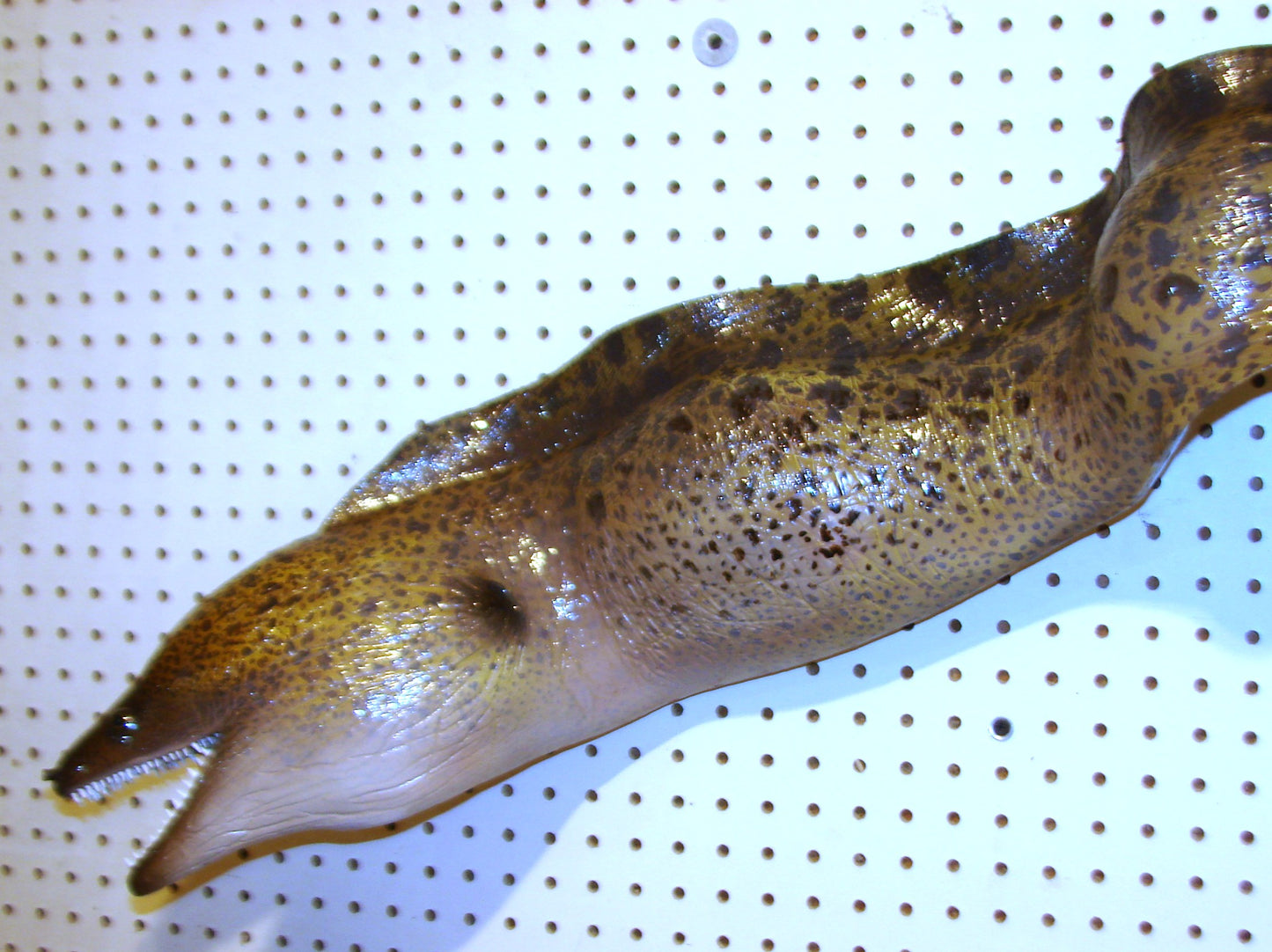Moray Eel replica mount FREE SHIPPING