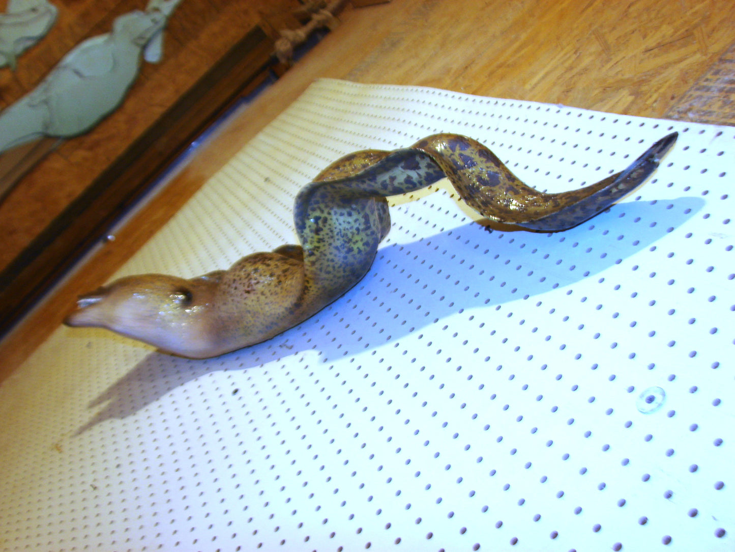Moray Eel replica mount FREE SHIPPING