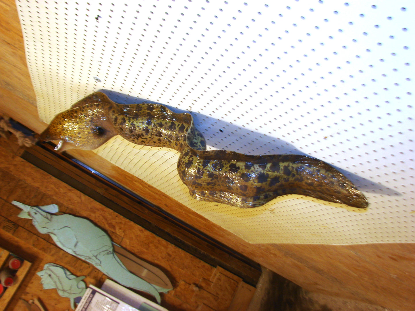 Moray Eel replica mount FREE SHIPPING