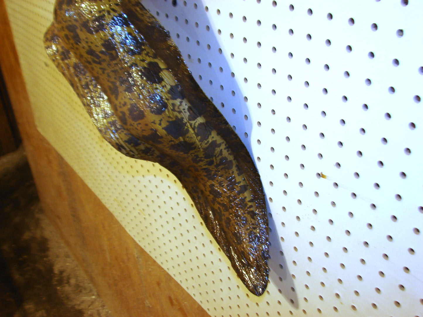 Moray Eel replica mount FREE SHIPPING